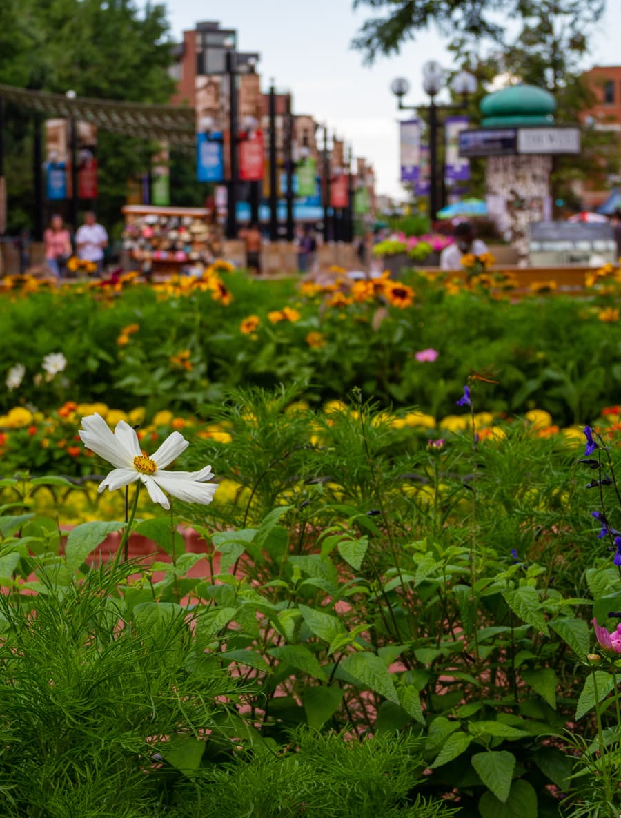 Picea, located in the heart of downtown Boulder