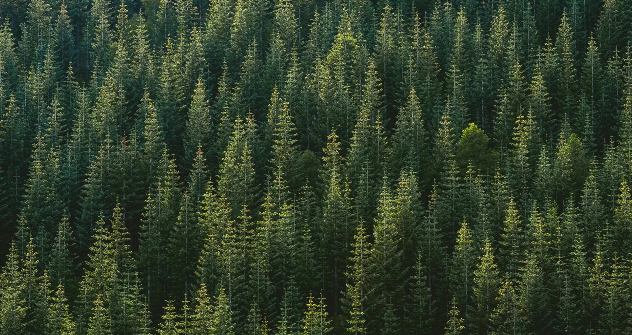 Forest of trees