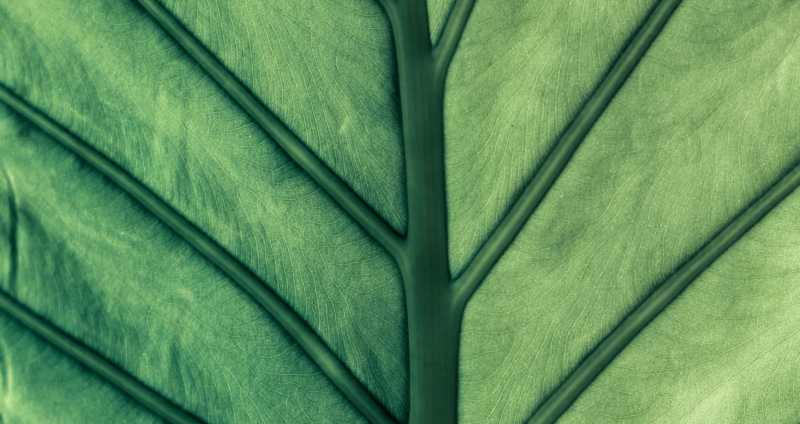Leaf texture