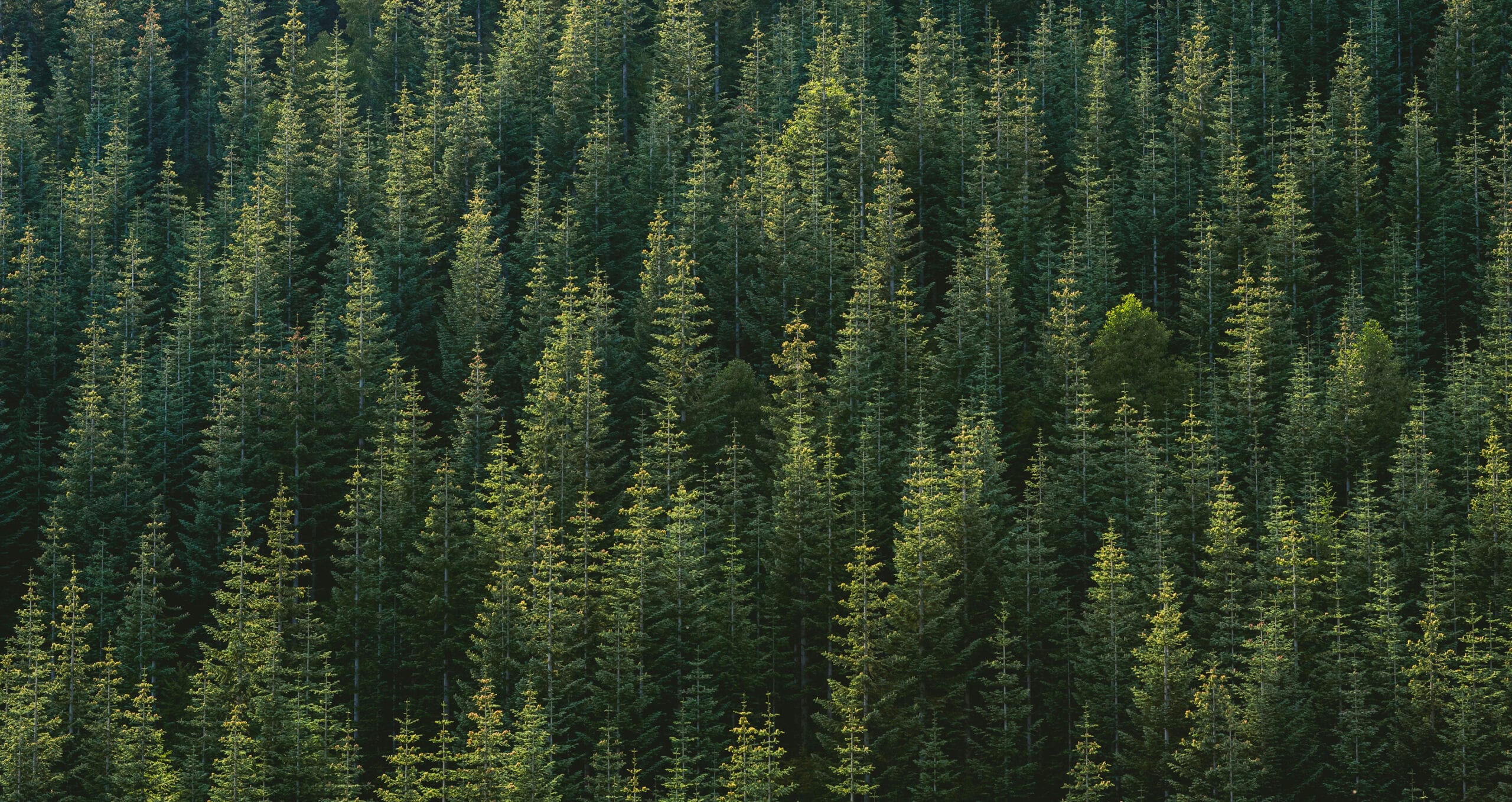 Evergreen trees